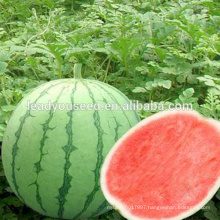 MW26 YS rough shape 2kgs hybrid bulk f1 watermelon seeds for sowing